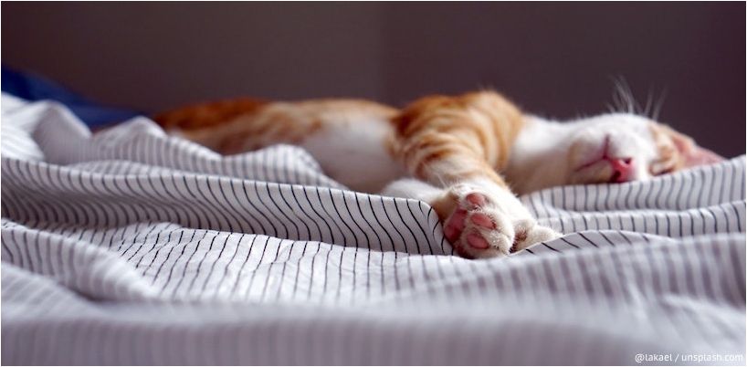cat sleeps in bed