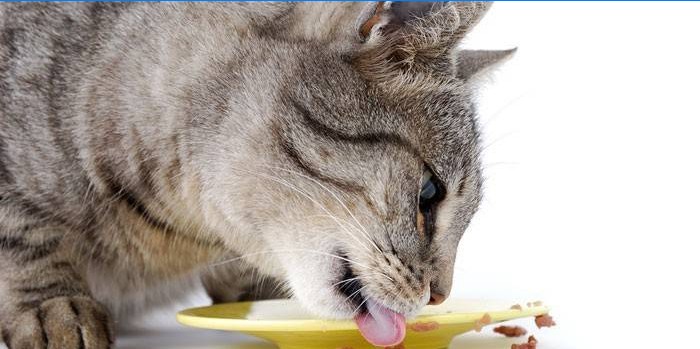 Cat licks a plate
