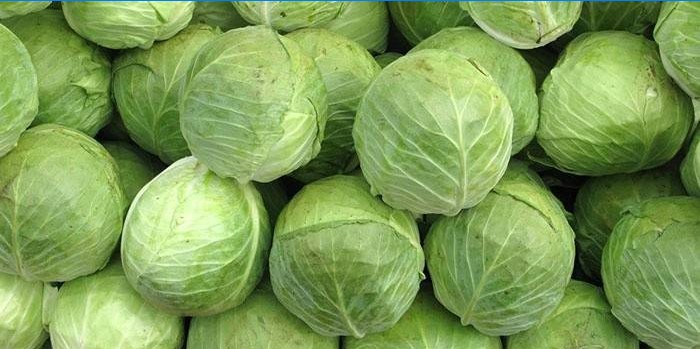 Young heads of cabbage