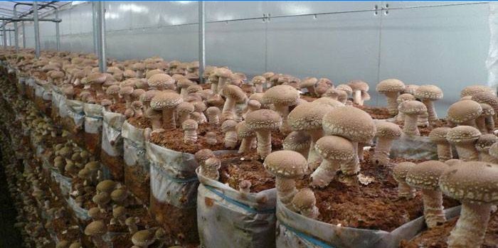 Mushroom farm