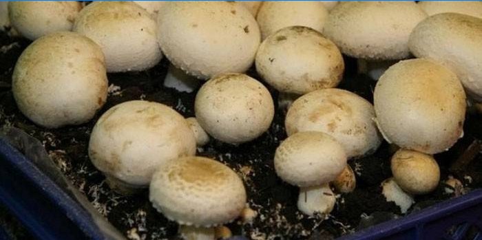 Champignons in a pan with a substrate
