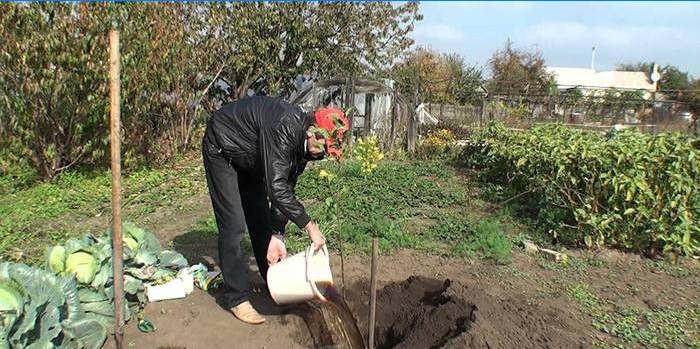 A man plants a tree on a plot