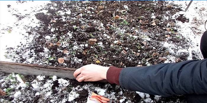 Winter sowing carrots