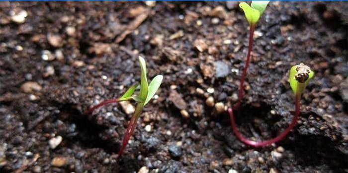 Outdoor beetroot sprouts