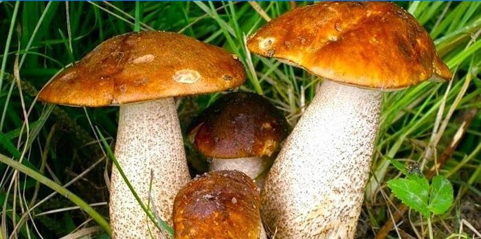 Brown mushrooms in the grass
