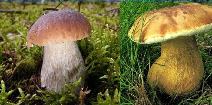 Left white mushroom, right gall mushroom