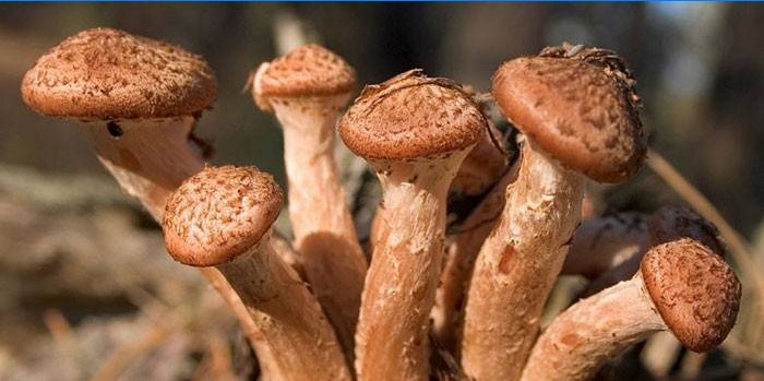 Mushrooms mushrooms