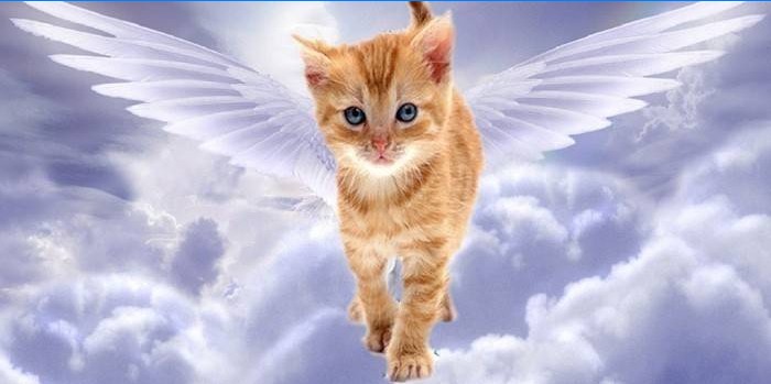 Angel kitten in heaven