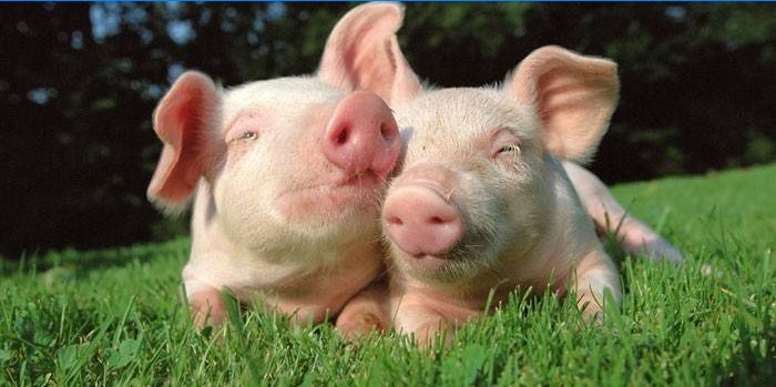 Two little pigs on the grass