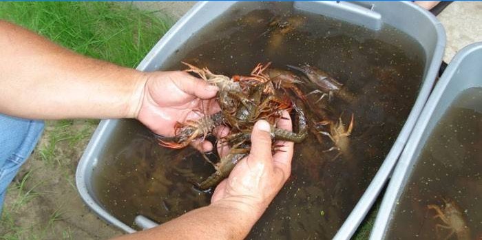 Small crayfish in plastic containers