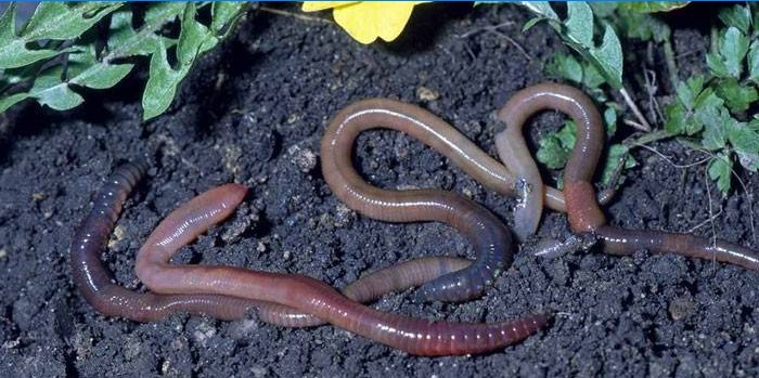 Earthworms on earth
