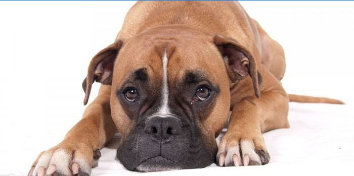 Dog sterilization - the pros and cons, at what age you can do surgery ...