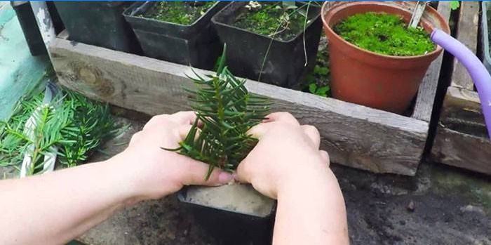 Planting yew cuttings in a pot