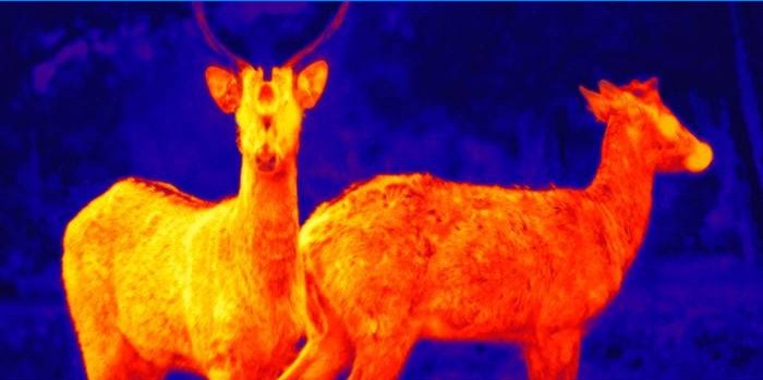 Animals shot by infrared camera