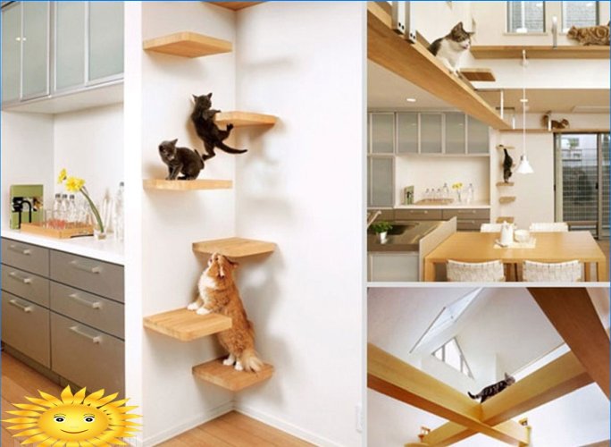 Amazing ideas for pets