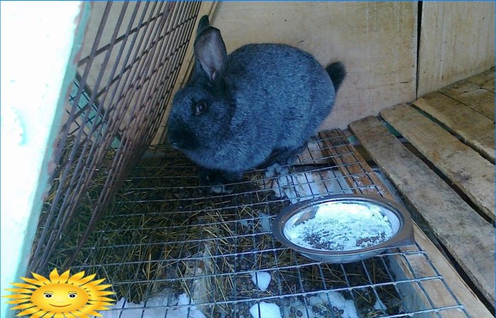 Breeding and keeping rabbits in cages