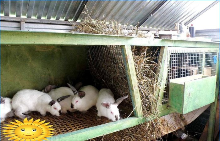 Breeding and keeping rabbits in cages