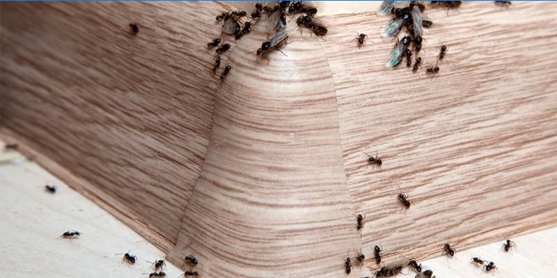 Baseboard ants