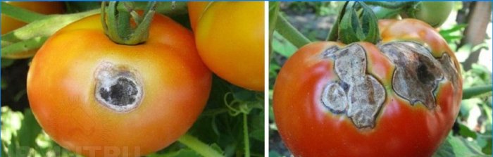 Gray rot on tomatoes