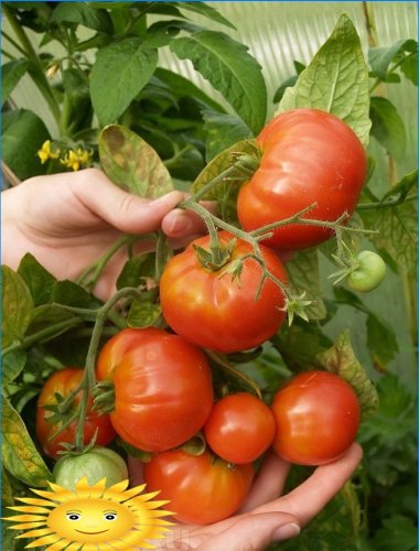 Diseases of tomatoes