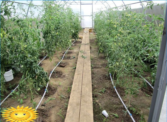 Drip irrigation of tomatoes