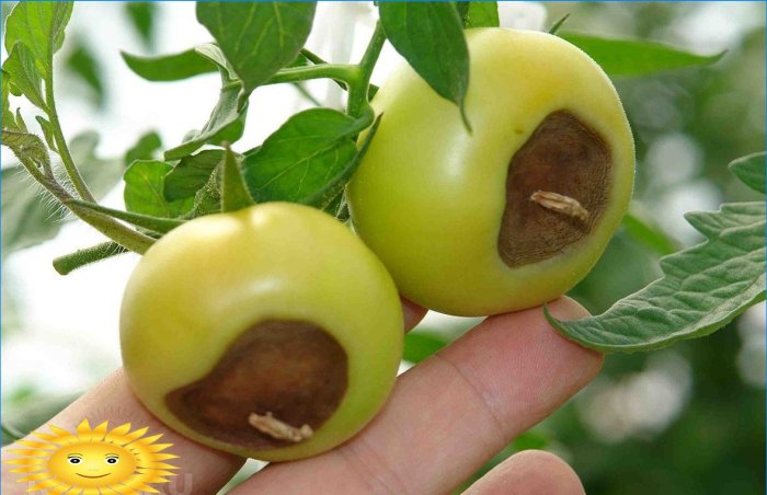 Top rot on tomatoes