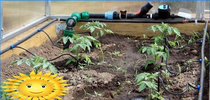 Do-it-yourself drip irrigation in the greenhouse