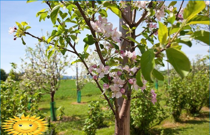 Features of planting fruit trees