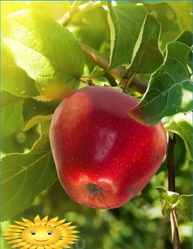 Features of planting fruit trees