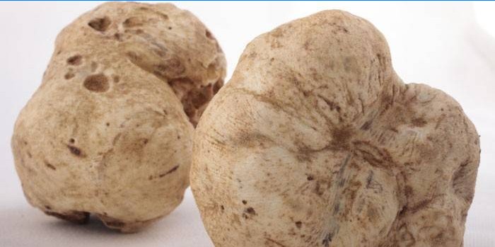 Two white truffles