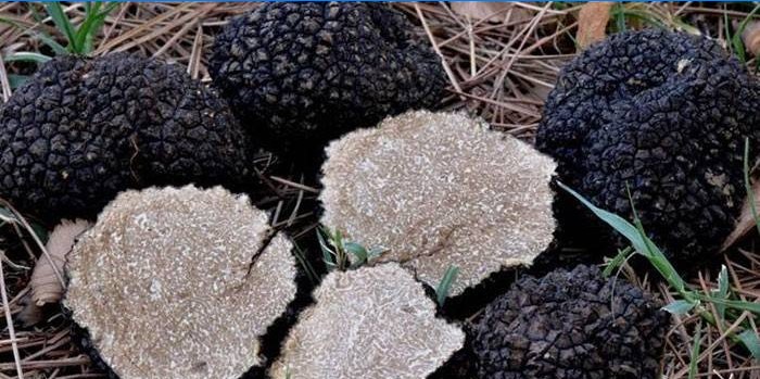 Black summer truffles