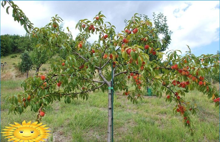 Growing and caring for peaches on the site