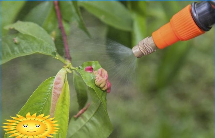 Treatment of a peach tree from pests and diseases