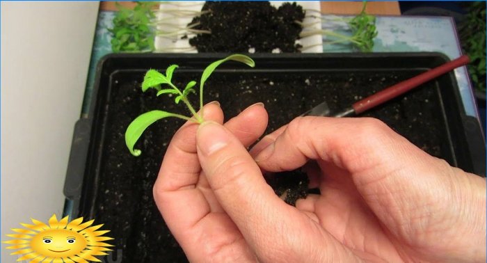 Growing tomato seedlings according to the Chinese method