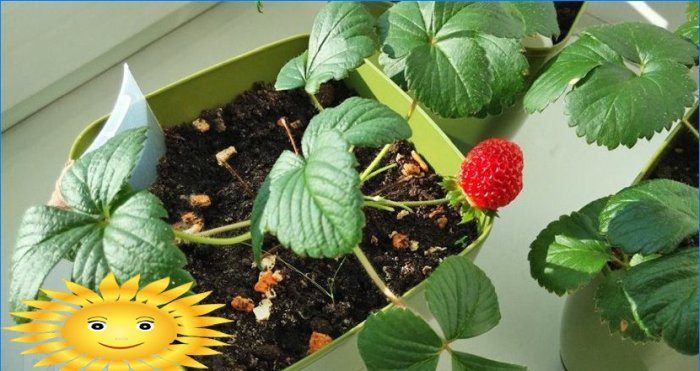 Growing strawberries all year round at home