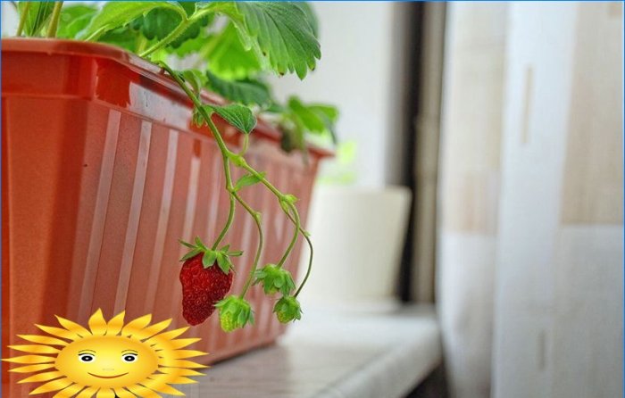 Growing strawberries all year round at home