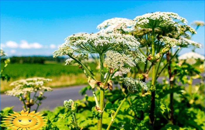 How to fight and get rid of hogweed