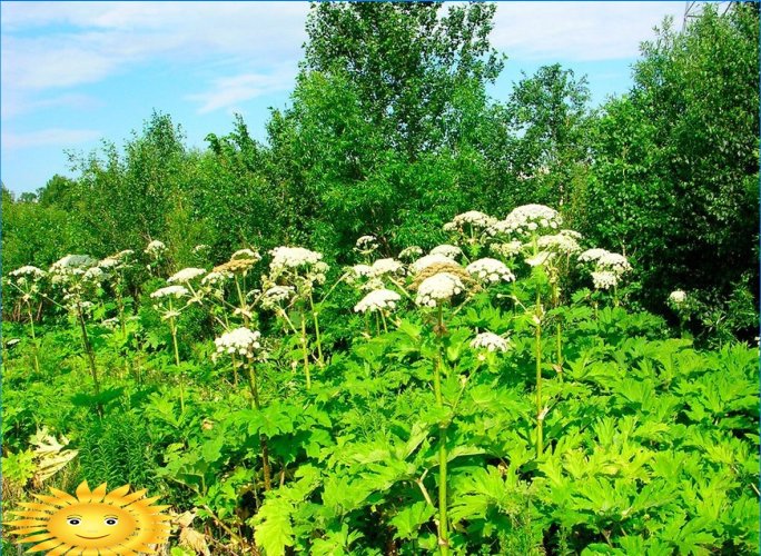 How to fight and get rid of hogweed