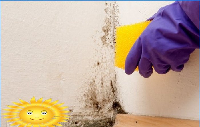 How to remove mold on walls. Traditional methods at an affordable price