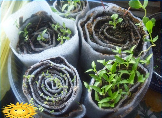 How to grow seedlings in a snail and a diaper