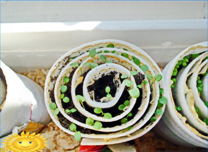 How to grow seedlings in a snail and a diaper