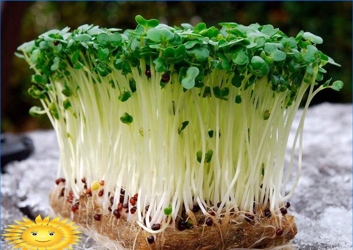 Hydroponics: home plants for growing flowers, herbs and vegetables