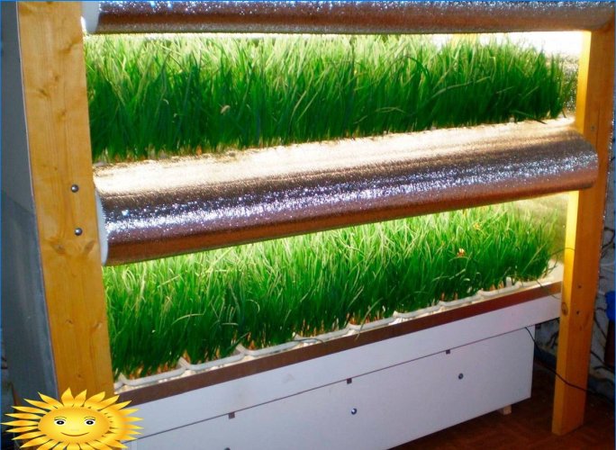 Hydroponics: home plants for growing flowers, herbs and vegetables