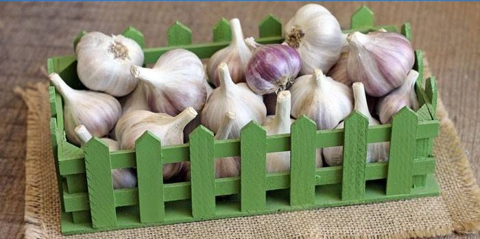 Winter garlic storage