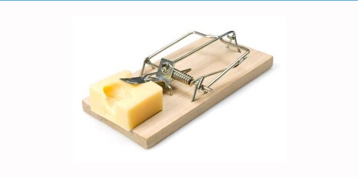 Mousetrap cheese