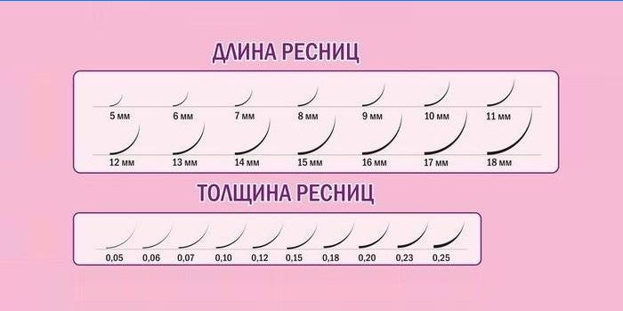 Length and thickness of eyelashes