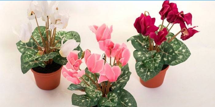 Potted cyclamens