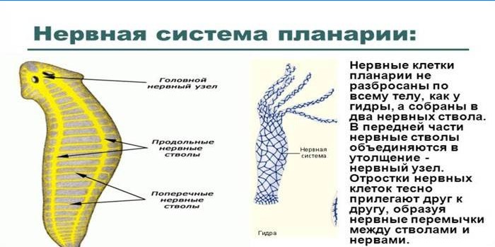 Planaria Nervous System