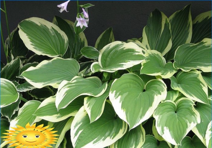 Plants for the garden with decorative leaves