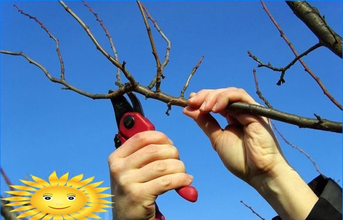 Pruning fruit trees in spring